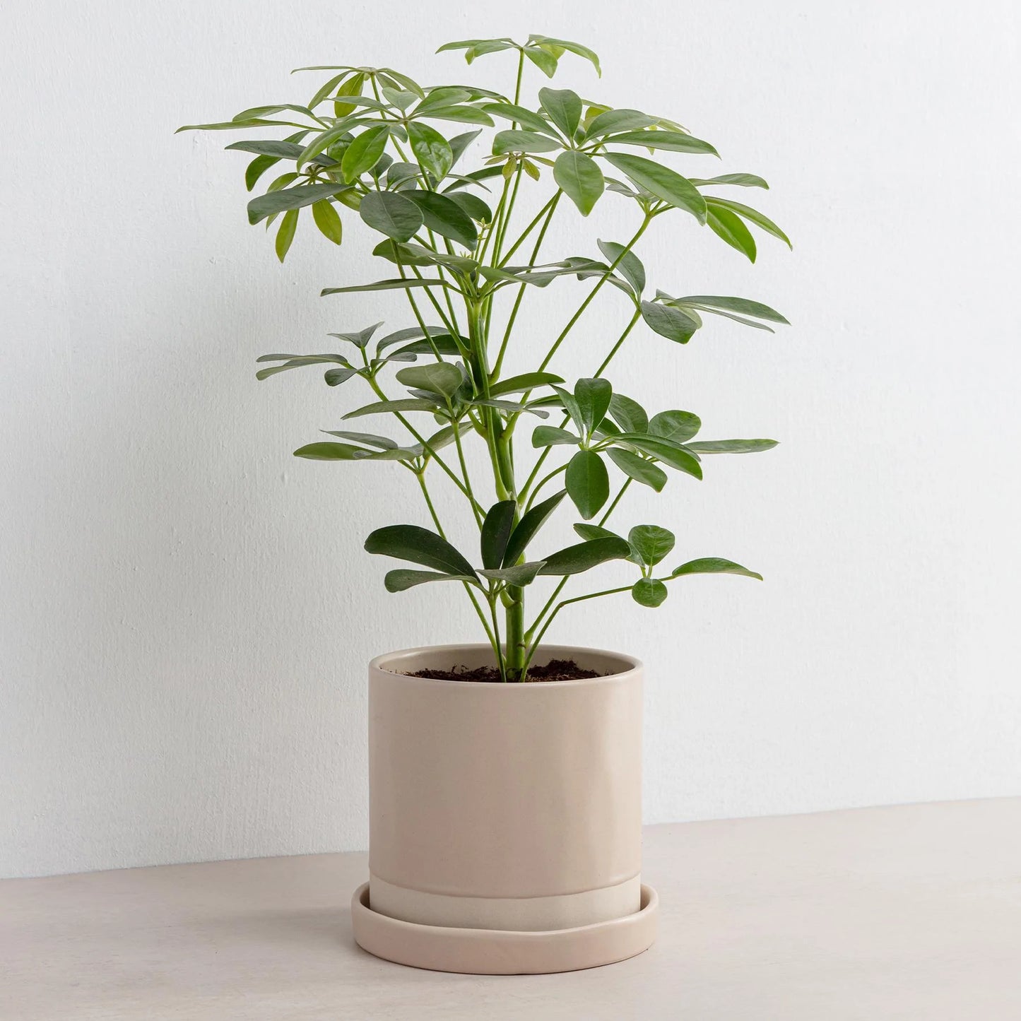 Organics Planter & Tray - Desert Blush